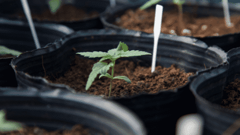 home grow cannabis plant