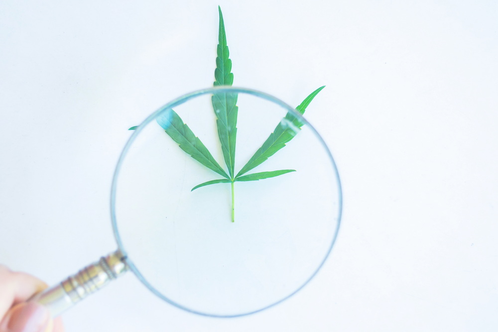 Why Choosing a Cannabis Strain Isn’t an Exact Science